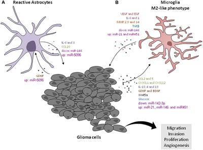 Microglia/Astrocytes–Glioblastoma Crosstalk: Crucial Molecular Mechanisms and Microenvironmental Factors